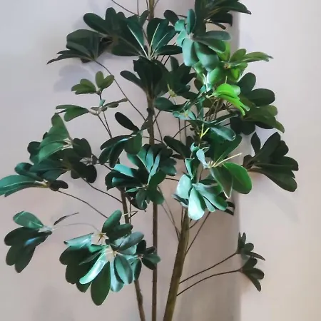 Rosalia 아 에스트라다