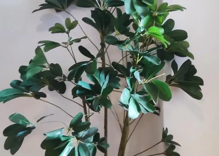 Rosalia א אסטרדה